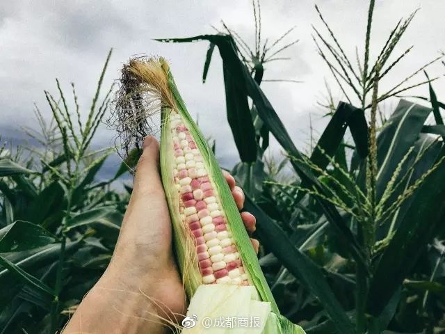 是什么梗五粮液